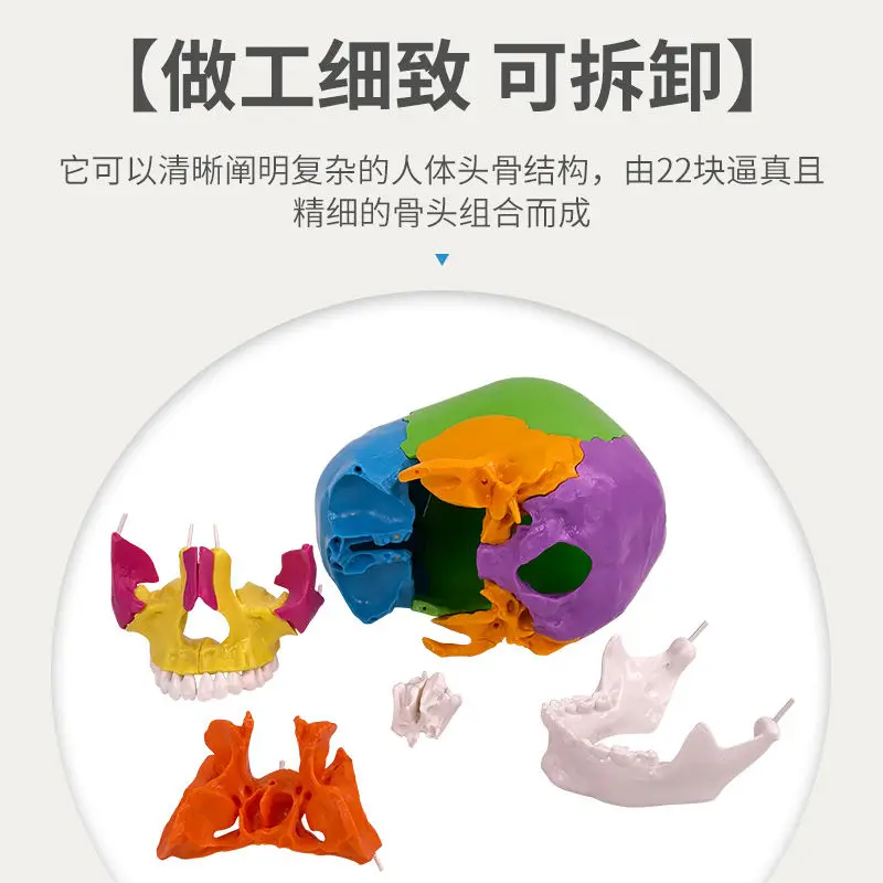 يمكن تقسيمها إلى 22 قطعة 1 إلى 1 بالحجم الطبيعي نموذج جمجمة ملونة تشريح الجمجمة الطبية الجمال طب الأسنان عن طريق الفم #4