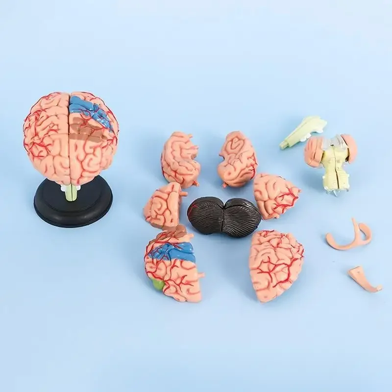 Disassembled Human Brain Model 4D   Structure Anatomy Medical Teaching Learning Toy  Anatomical  Head Studying