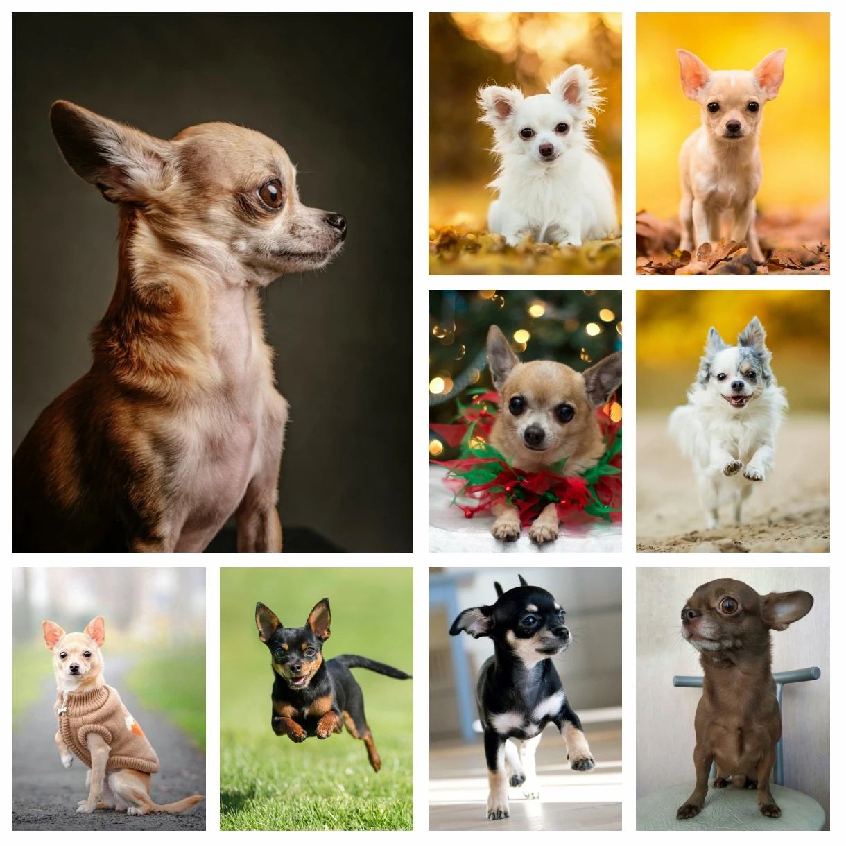 Diamond Art Painting Kits Chihuahua Pet Dog The Small Animals Cross Stitch Embroidery Picture Mosaic Full Drill Bedroom Decor 5D