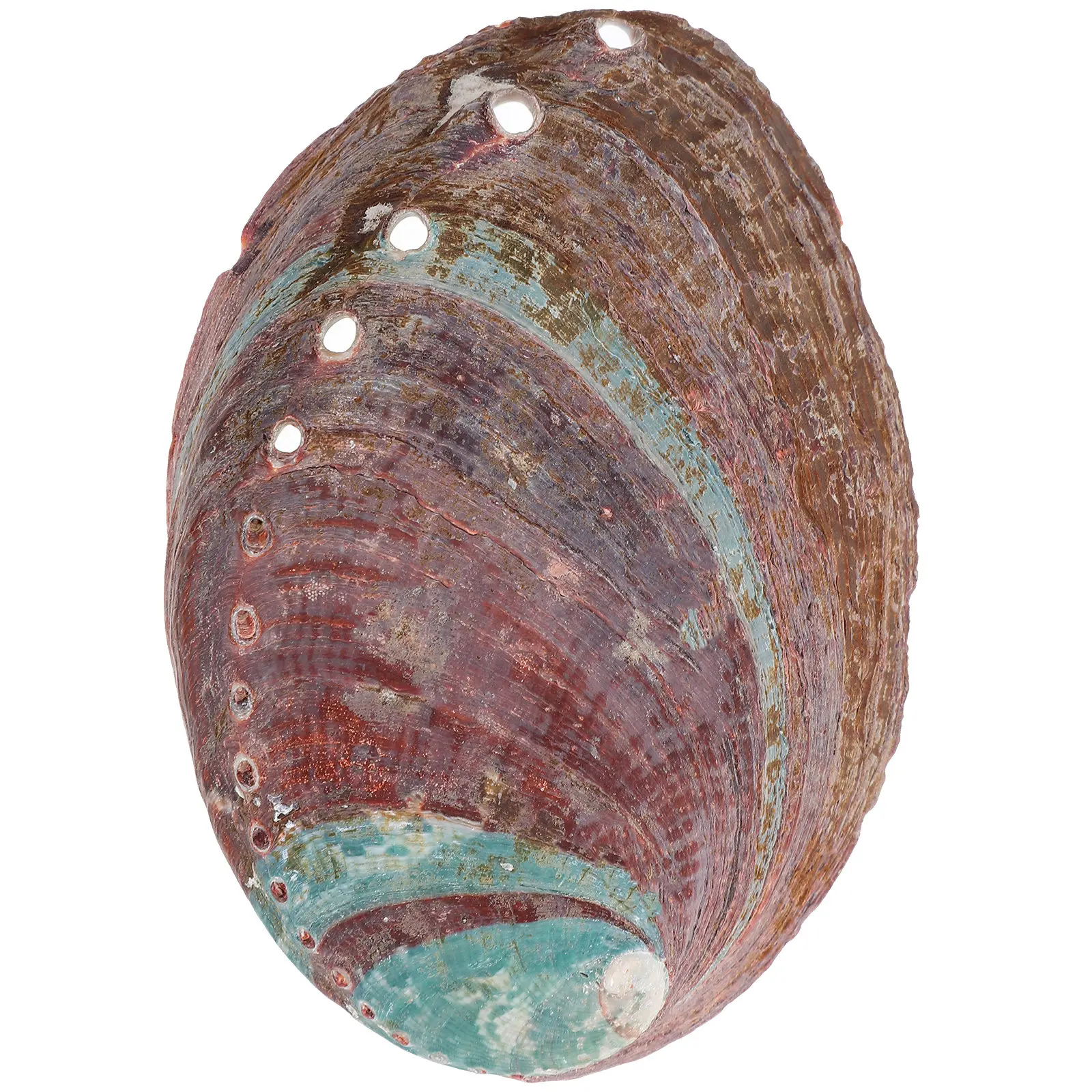 Natural Rough Abalone Shell Sage Burning Container Home Decoration Offering Burning Holder Aquarium Landscape Shell Adornment