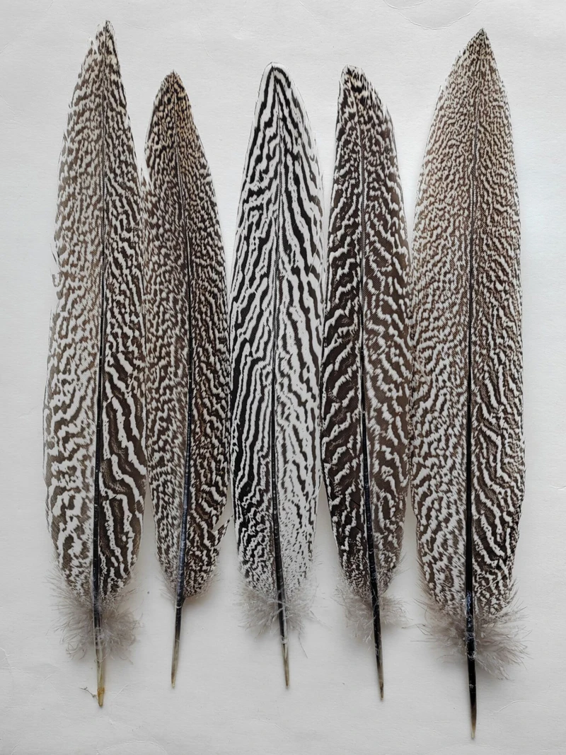 

10Pcs Rare Patterned Feathers Natural Lady Amherst Pheasant Feathers for Stage Performances Decoration 10-14inches 25-35cm long