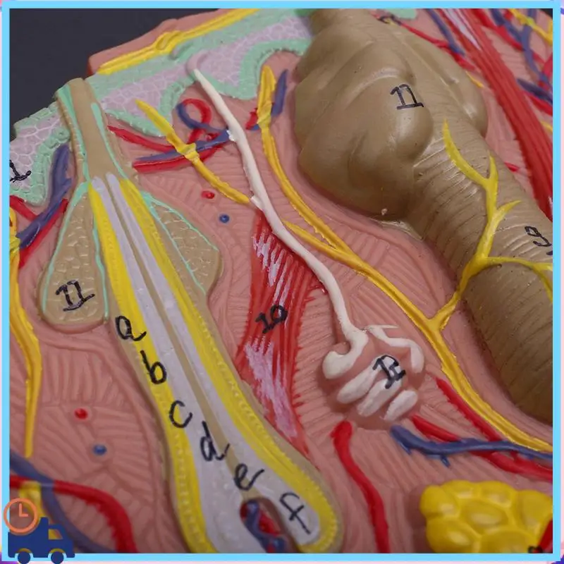 

Latest Skin Model,Skin And Hair Structure Enlarge Model Anatomical Model Anatomy For Science Classroom Study Display Teaching Mo