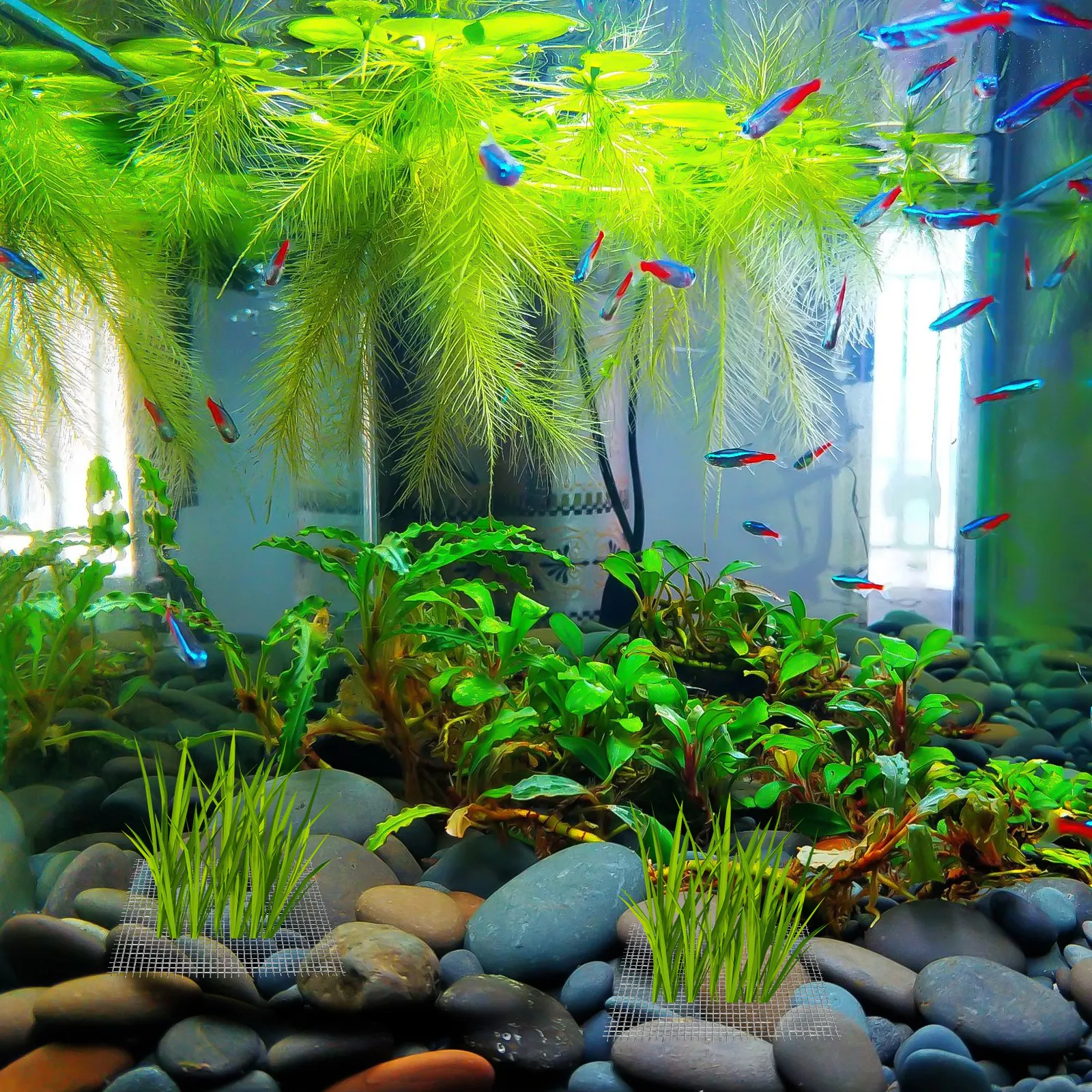 15 шт. прочной сетки из нержав – обзор и цена Planted Aquarium Carpet Plant