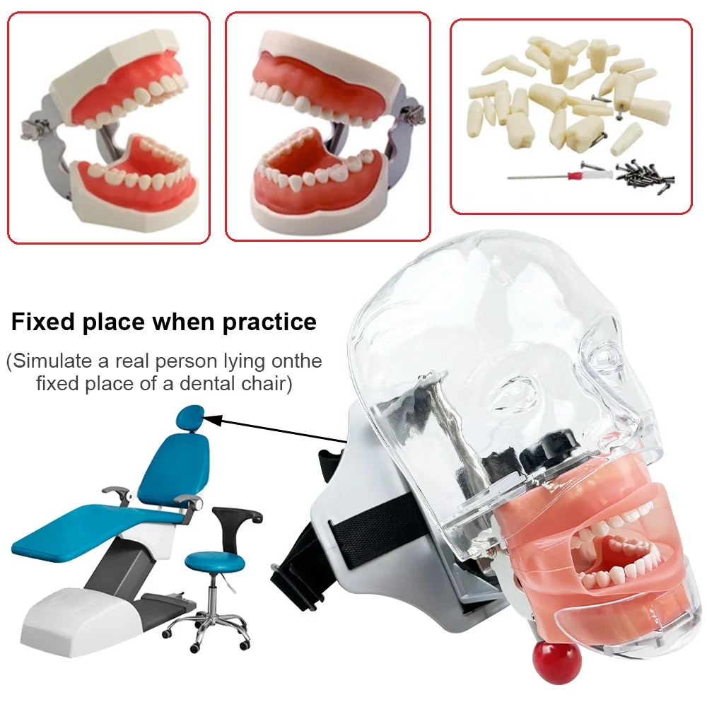 Phantom Dental Simulator Simple Head Model Manikin With 28/32pcs Teeth Replacement Kit Dental Teaching Study Demonstration Model