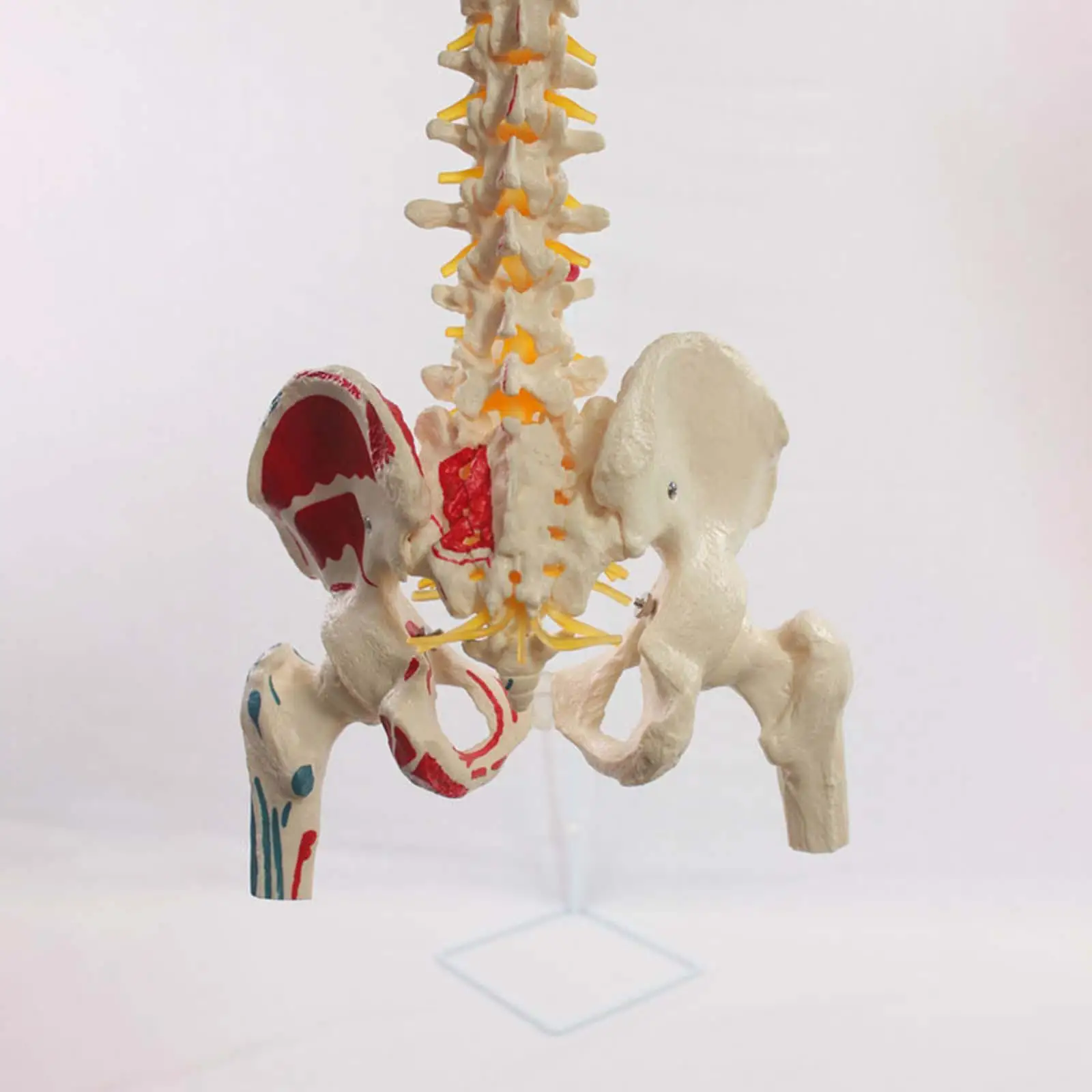 Life Size Scientific Spine Model Flexible Colored Human Vertebrae Nerves Arteries PVC for Doctor Patient Communication and