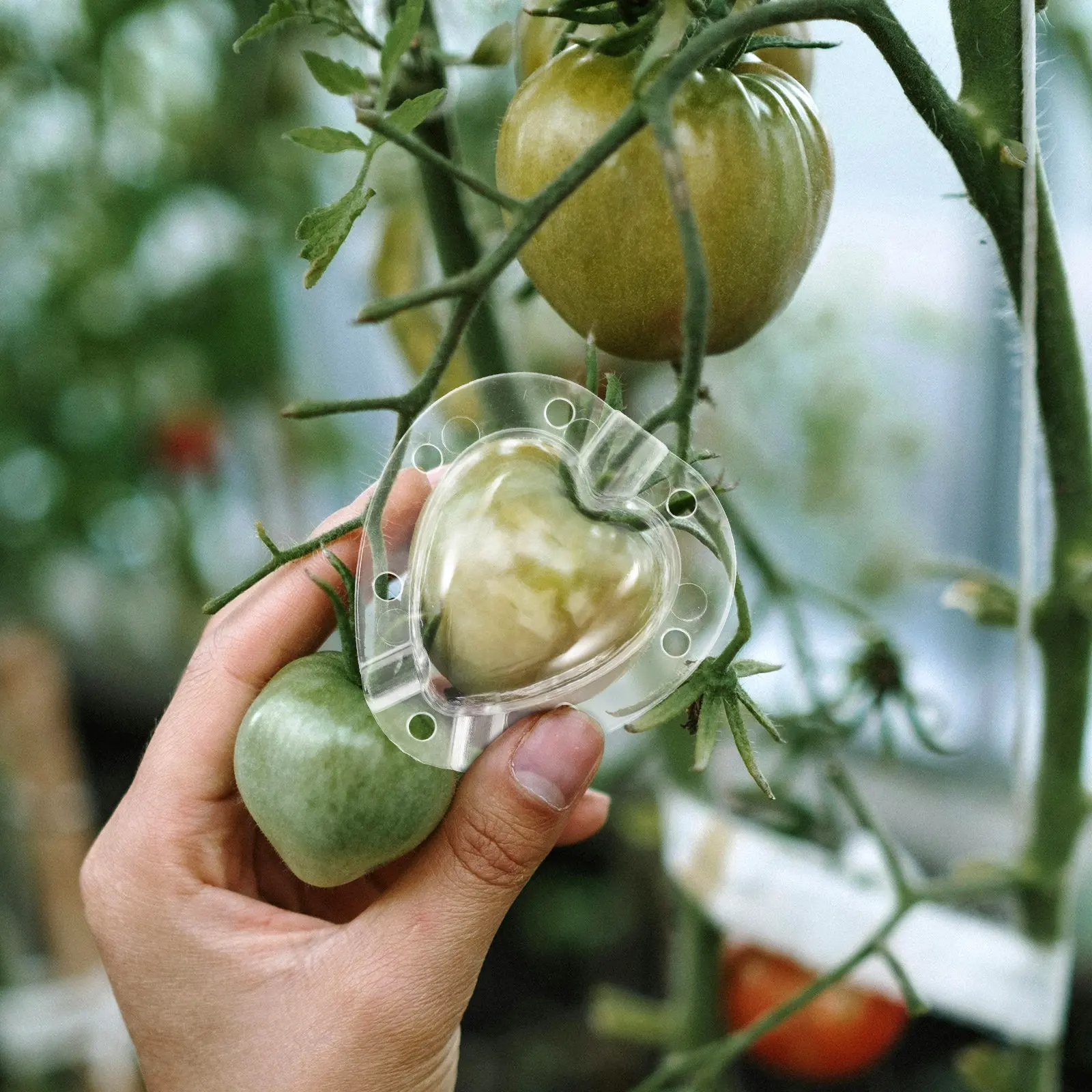 2Sets Heart Shape Tomato Fruit Shaping Molds Plastic Reusable Vegetable Growing Molds Garden Fruit Forming Tool