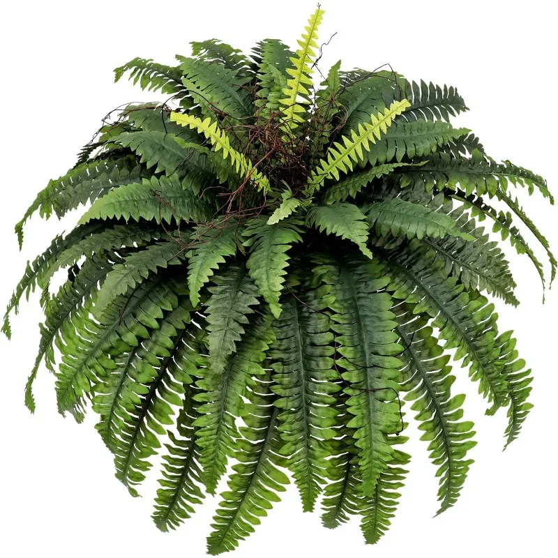 Ferns for Outdoor 51