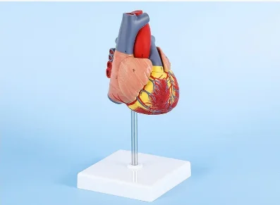 1: 1 Human Heart Model Anatomically Accurate Heart Model Life Size For Science Classroom Study, Numbered / Not Numbered
