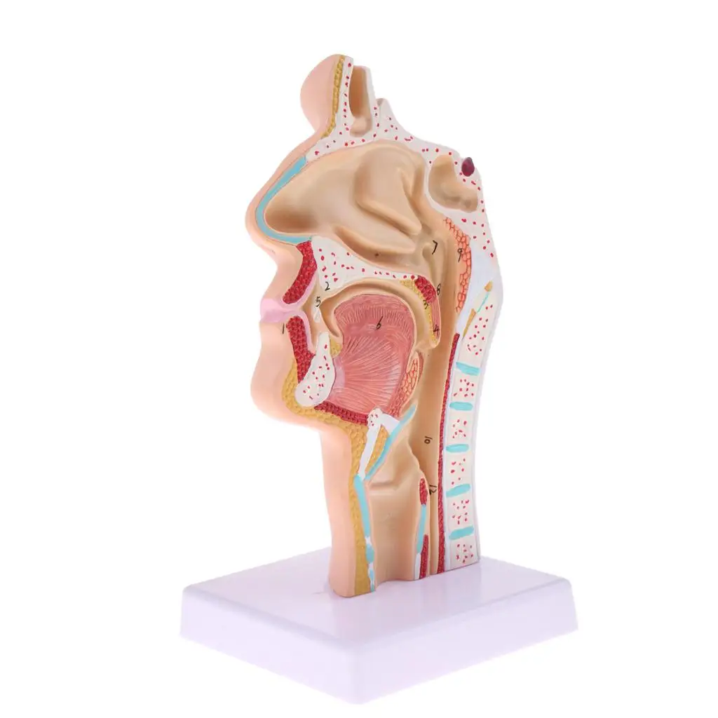 Laboratório de exibição de ensino de modelo de cavidade laríngea oral nasal humana 1:1