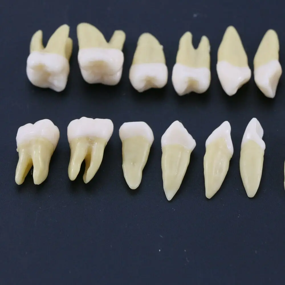 28PCS Dental 1:1 Permanent Teeth Teach Study Model Demo for Lab Education M7021 Dental Model