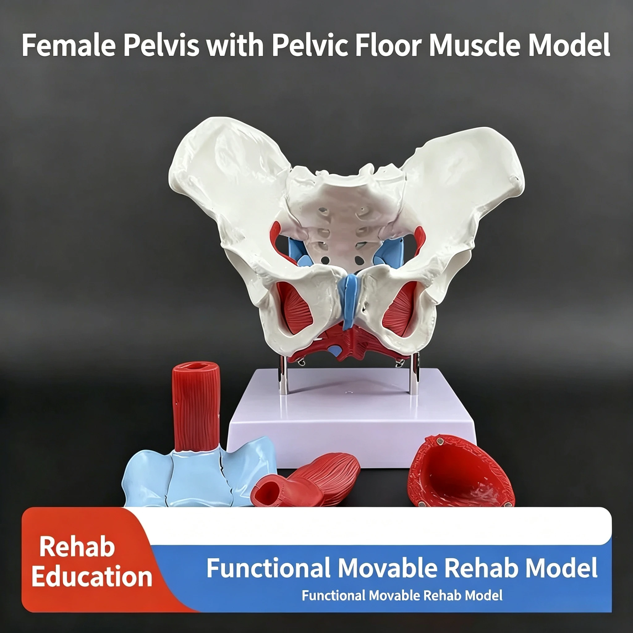 Female Pelvis Pelvic Floor Muscle Model Anatomical Structure Display of Reproductive Organs Postpartum Rehab Teaching Aid
