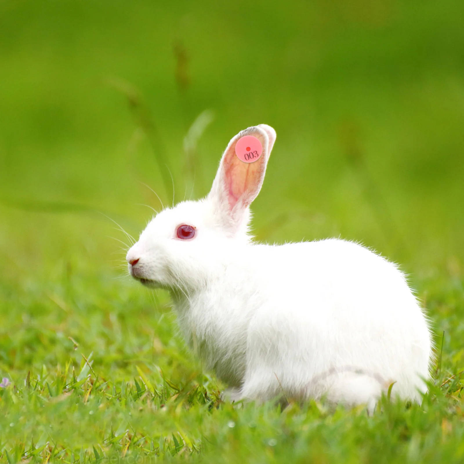 

100Pcs Colorful Rabbit Ear Tags Numbered Identification System for Dogs Foxes Rabbits Efficient Farm Management Tool Supply