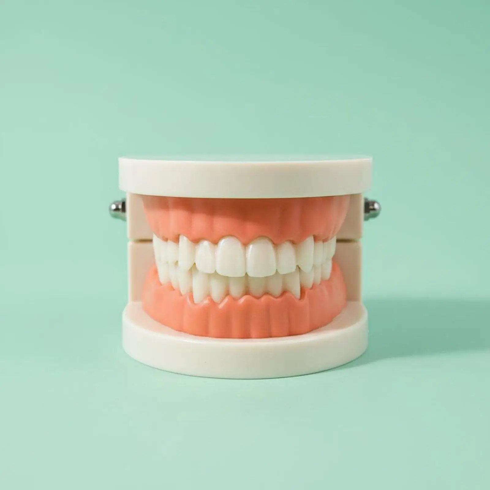 Oral Model Jaw Demonstration Model Lightweight and Portable Teaching Aid for Young Children, Oral Students, Classroom, Home