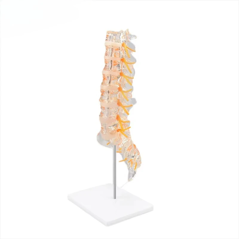 Clear Human Spine Model Human Lumbar Spine Model with Sacrum, Spinal Nerves and Herniation Disc