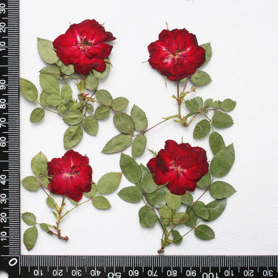 

60pcs Dried Pressed Pink/Red Rose Flower With Stalk Plant Herbarium For Jewelry Postcard Bookmark Phone Case Scrapbook Craft DIY