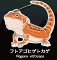 bearded dragon