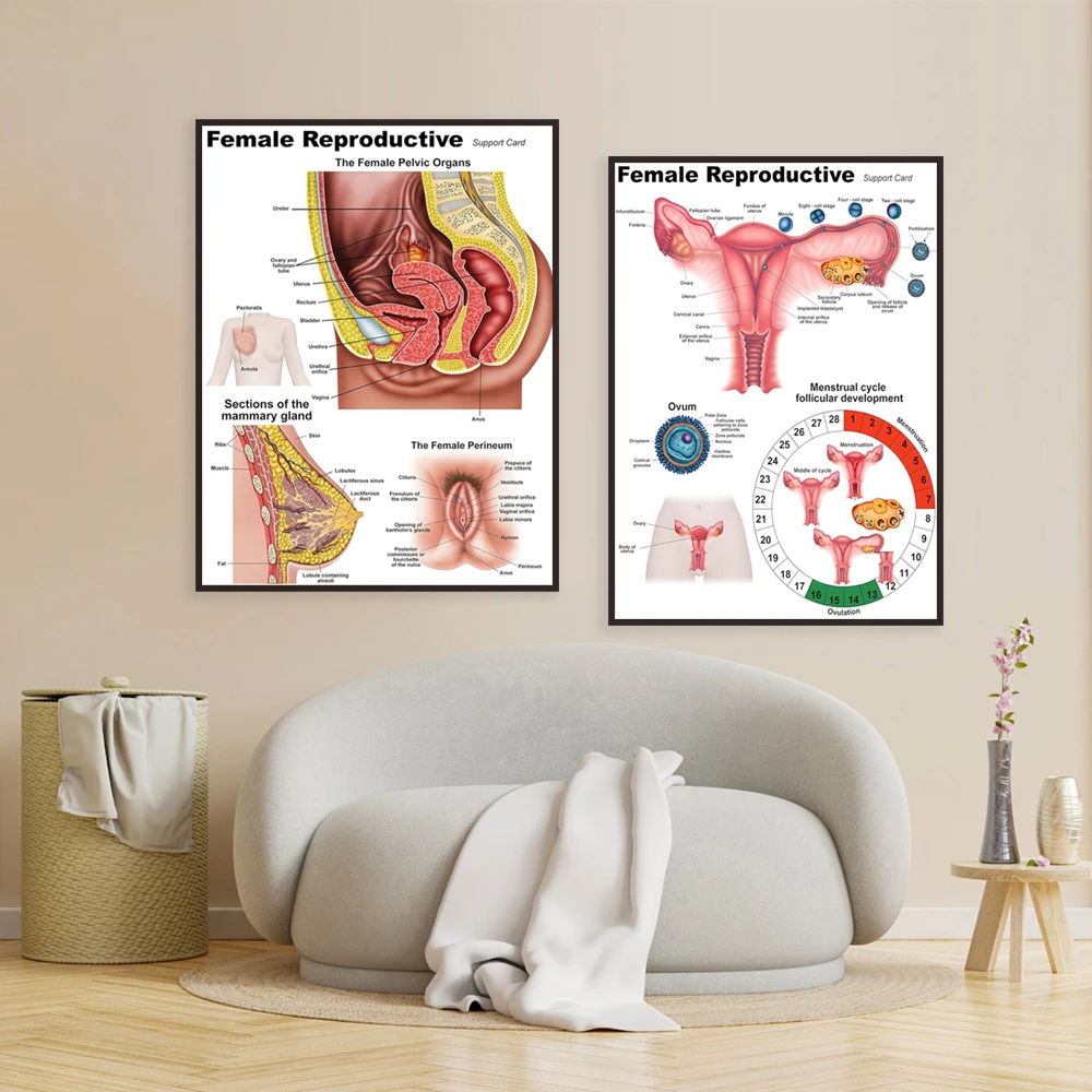Female reproductive anatomy diagram, pregnancy and childbirth anatomy diagram, women's health poster canvas print, doctor gift