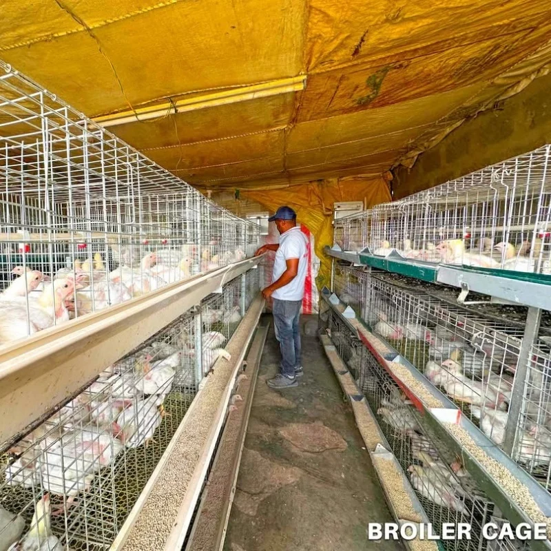

H-тип, клетка для бройлеров, клетка для курицы, кормушка для птицы, дизайн клетки для бройлеров, автоматическое оборудование для курицы, батарея, клетка для курицы, дом