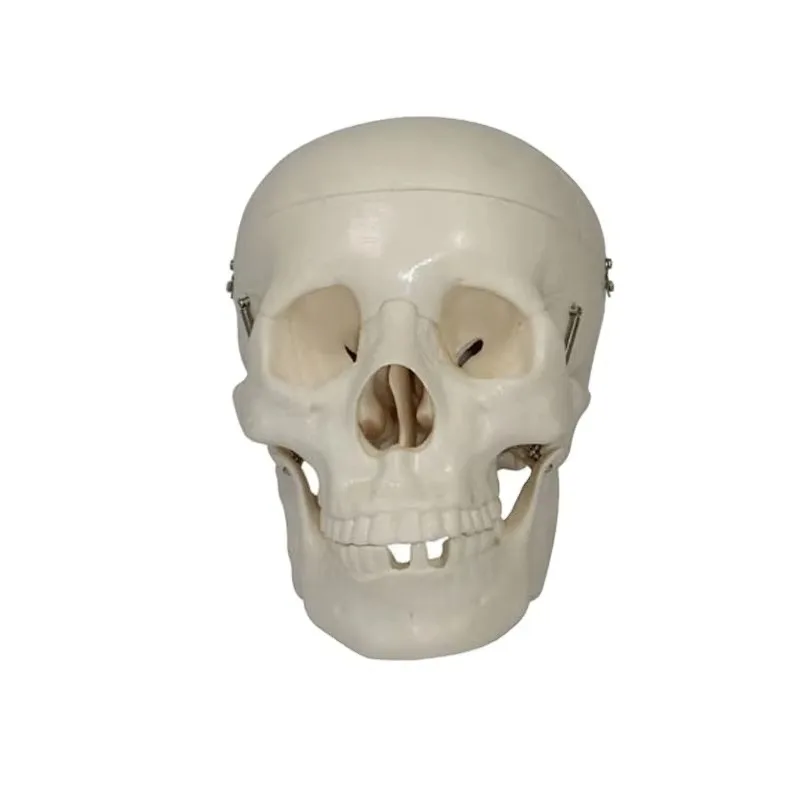 

Brain Model Life Size Skull Model Brain Model Anatomy