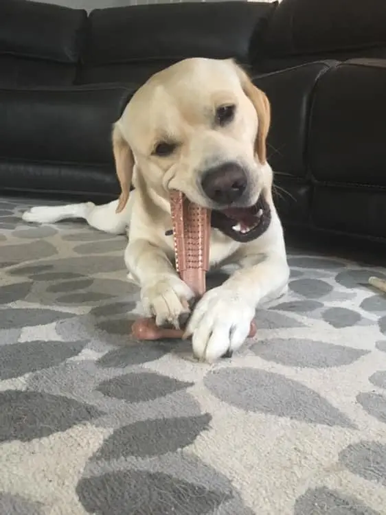 Thumbnail 2 - #33 Latest Rubber Puppy Toys Offers