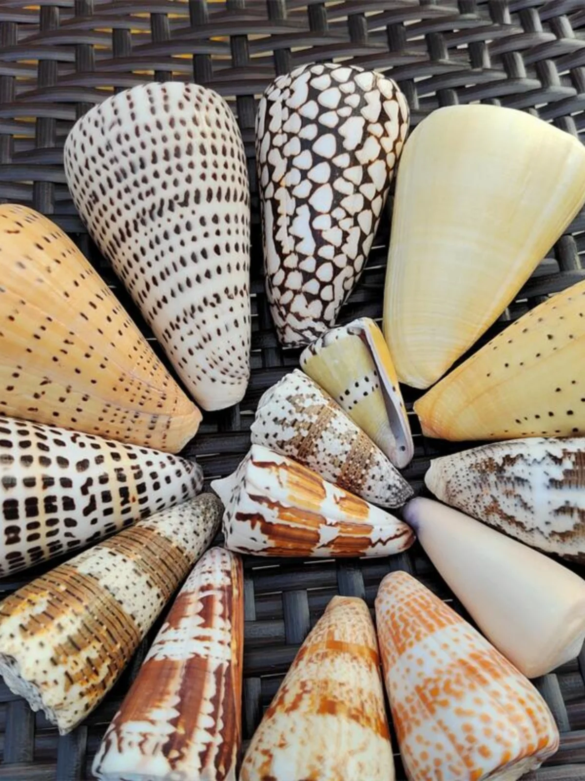 Natural Cowrie Conches: Cone Snail, Black Star Cone, Magic Cone Snail, Sesame Corn Snail - Ideal for Collection, Admiration