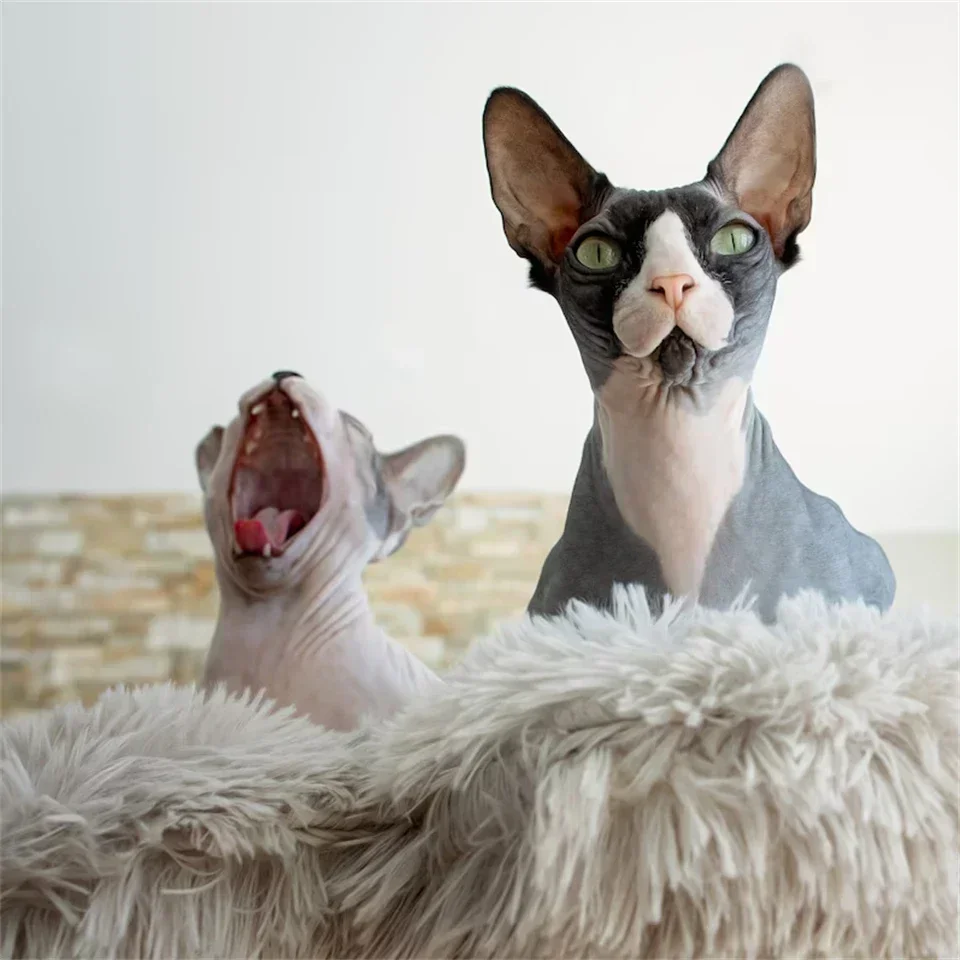 Rumah Kucing Kayu Bunga Menara Pohon Kayu Modern Memanjat