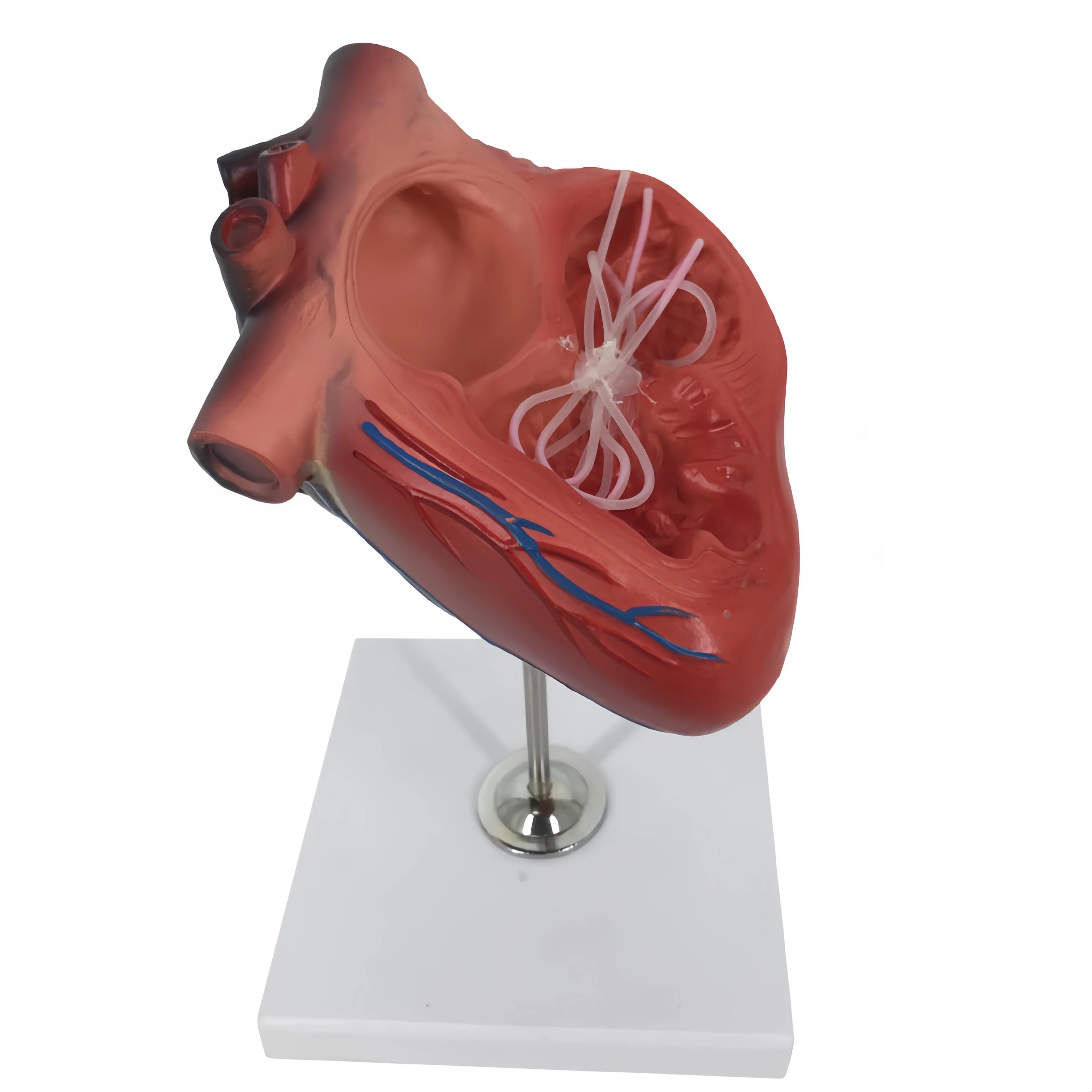 Hot Selling Dog Pathological Heart Filarial Model Animal Anatomy Model Veterinary Pet