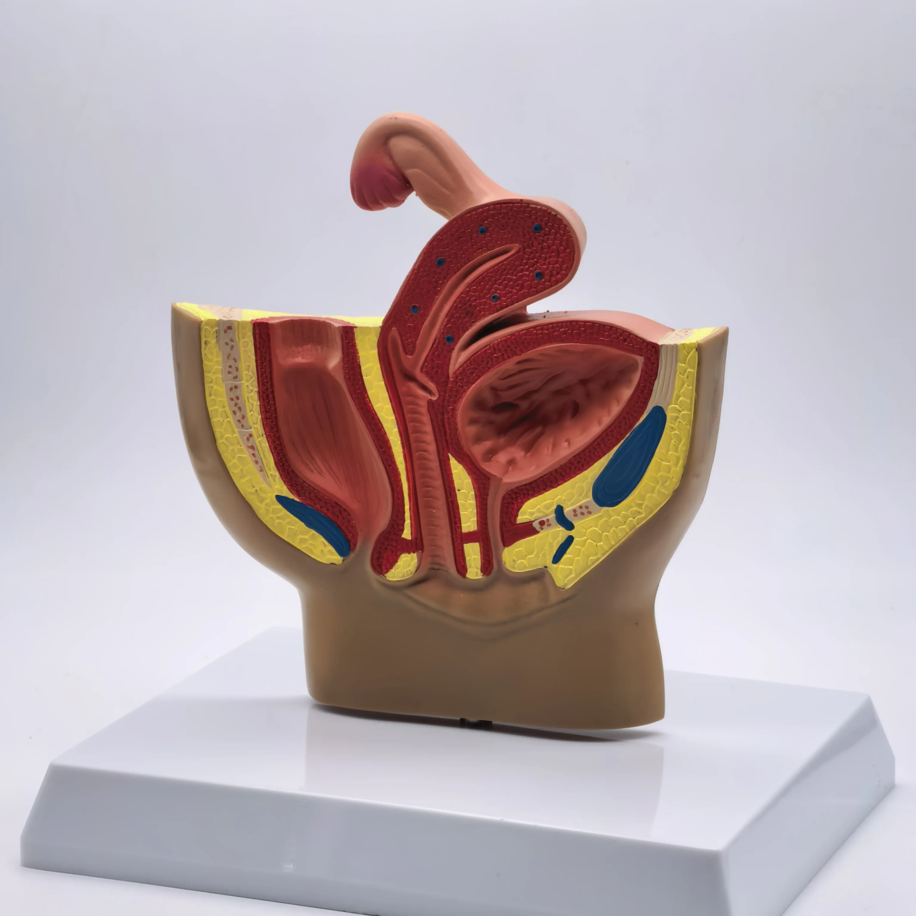PVC Female Pelvic Gynecological Model Urinary Reproductive System for Medical Science Teaching High QC