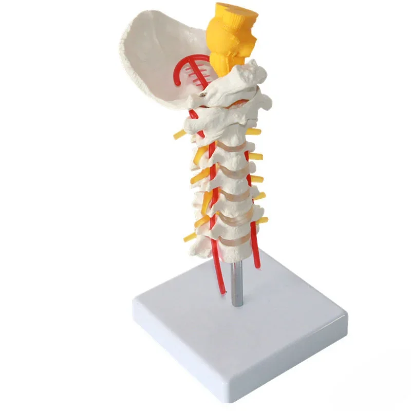 

Human Cervical Spine Model with Carotid Artery, Cervical Spine Model with Brainstem, Skeleton