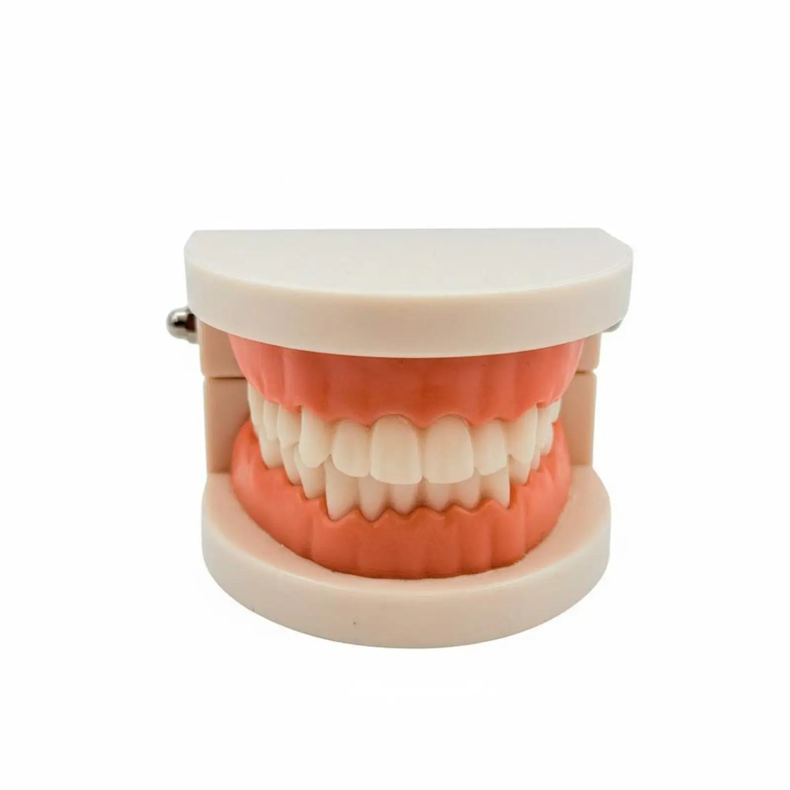 Dental Model Lightweight and Portable Teaching Aid Educational Toy for Home