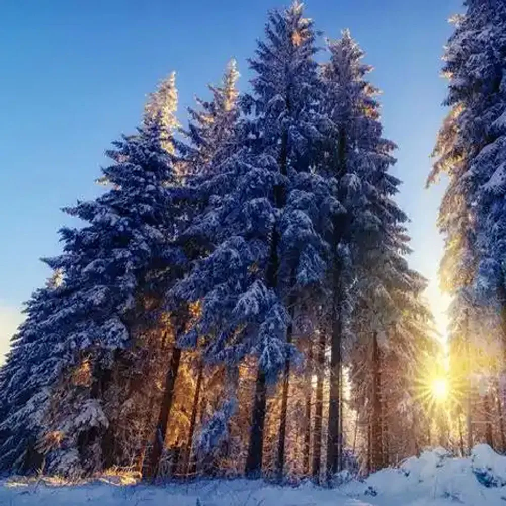 

T2951 C13T295100 Сброс чипа резервуара для обслуживания для Epson PictureMate PM520 PM525 PM 520 525 PM-525 PM-520 T2951 Справочный бак