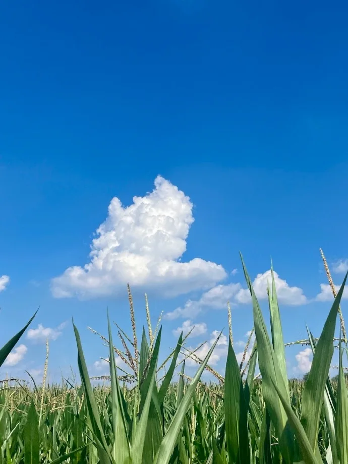 

420ml Double Walled Moscow Mule Copper Mugs Metal Mug Cup Stainless Steel Beer Wine Coffee Cup Bar Tool