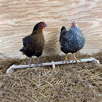 Chicken Perch Chicken Coop Accessories Chicken Swing Roosting Bar for Macaw