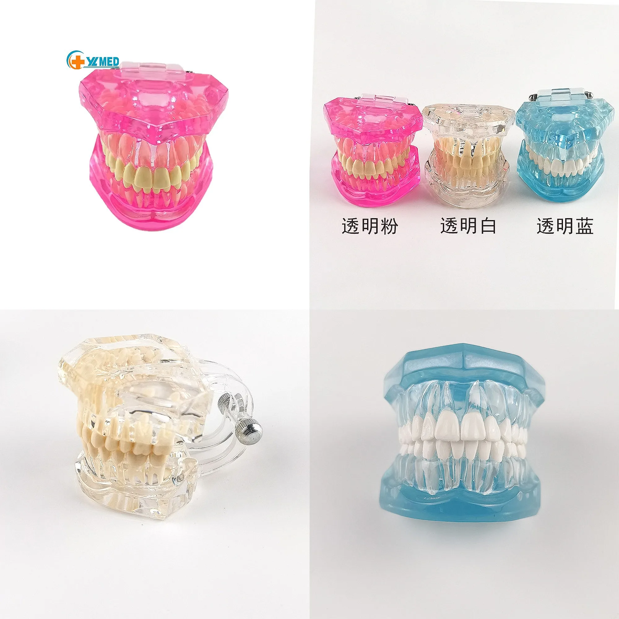 Multi-color Human Plastic PVC Medical Dentals Care Models with Transparent Dentals Teeth