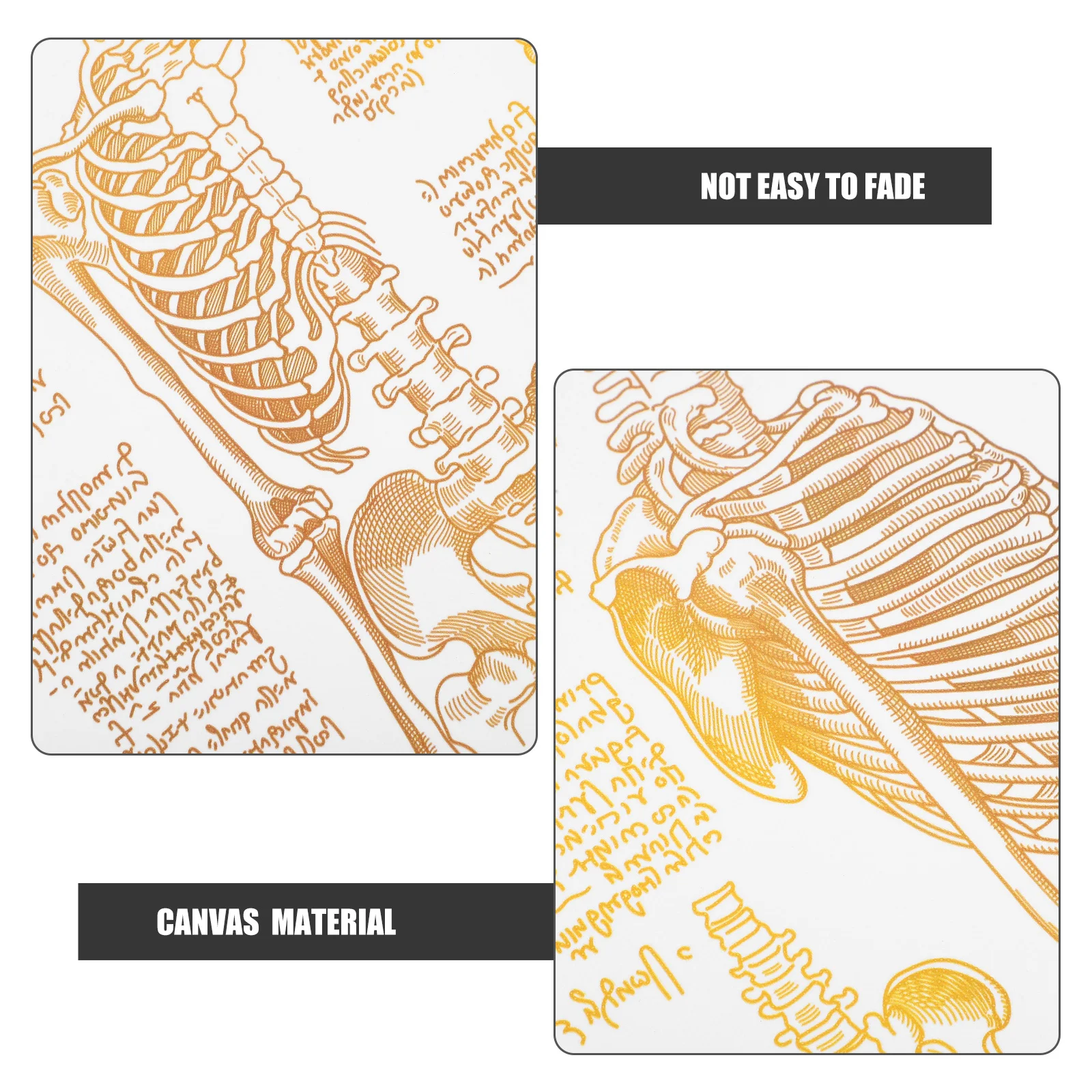 

Human Spine Wall Art Canvas Nordic Minimalist Decor for Hospital Clinic Nurse Office Durable Anatomy Wall Art Human Spine Decor