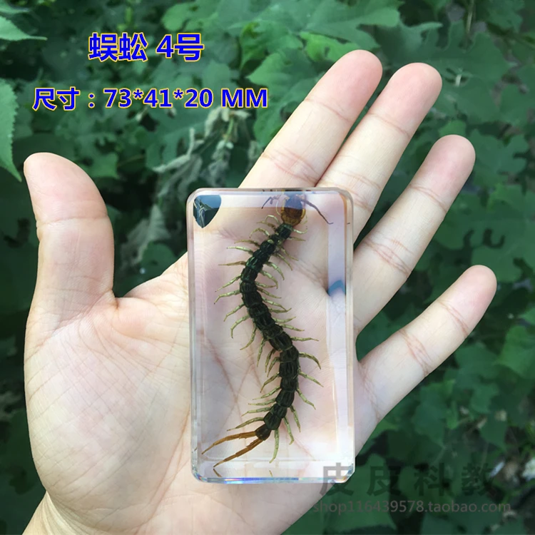 Children's real insect specimens resin amber cicada cicada centipede black scorpion spade beetle spider carapace crab turtle