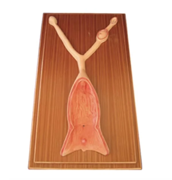 Canine Uterus Dissection Model, Dog Uterus Anatomical Model