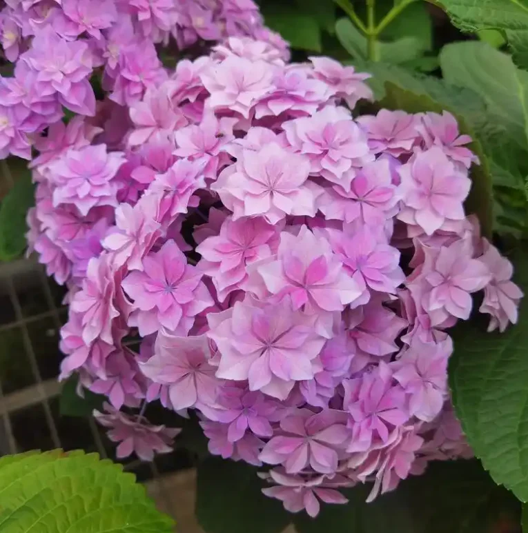 

Tuya Smart Life WIFI GSM комплекты систем сигнализации IOS Android приложение умный беспроводной умный дом GSM охранная противоугонная сигнализация