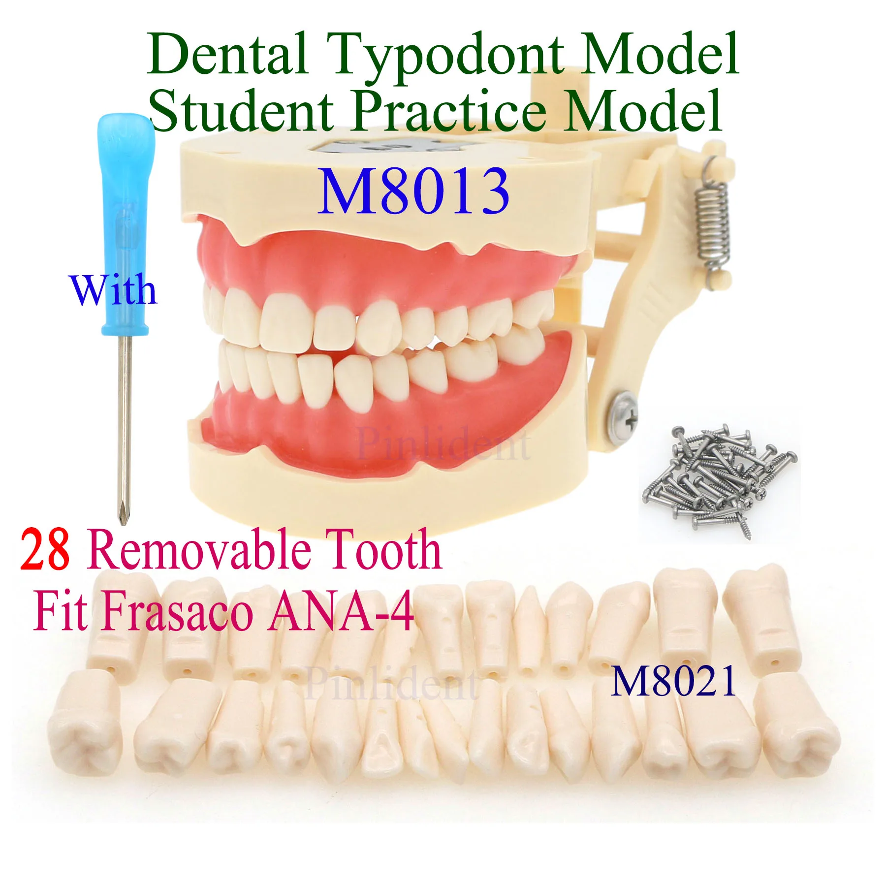 

Стоматологические зубы Typodont, модель M8013, 28 шт., ввинчивающиеся зубы M8021, подходят для Frasaco ANA-4, модель зубных зубов типа, студенческая практика
