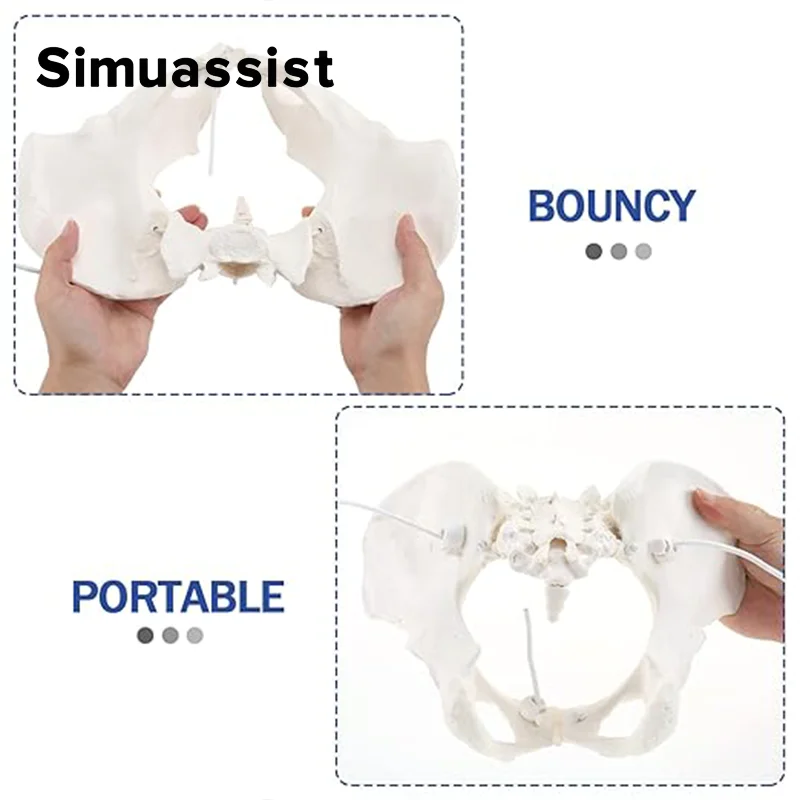 1:1 modelo de pelve feminina em tamanho real, modelo de esqueleto humano, amostra de esqueleto de quadril, anatomia, ferramenta médica, escola, educacional