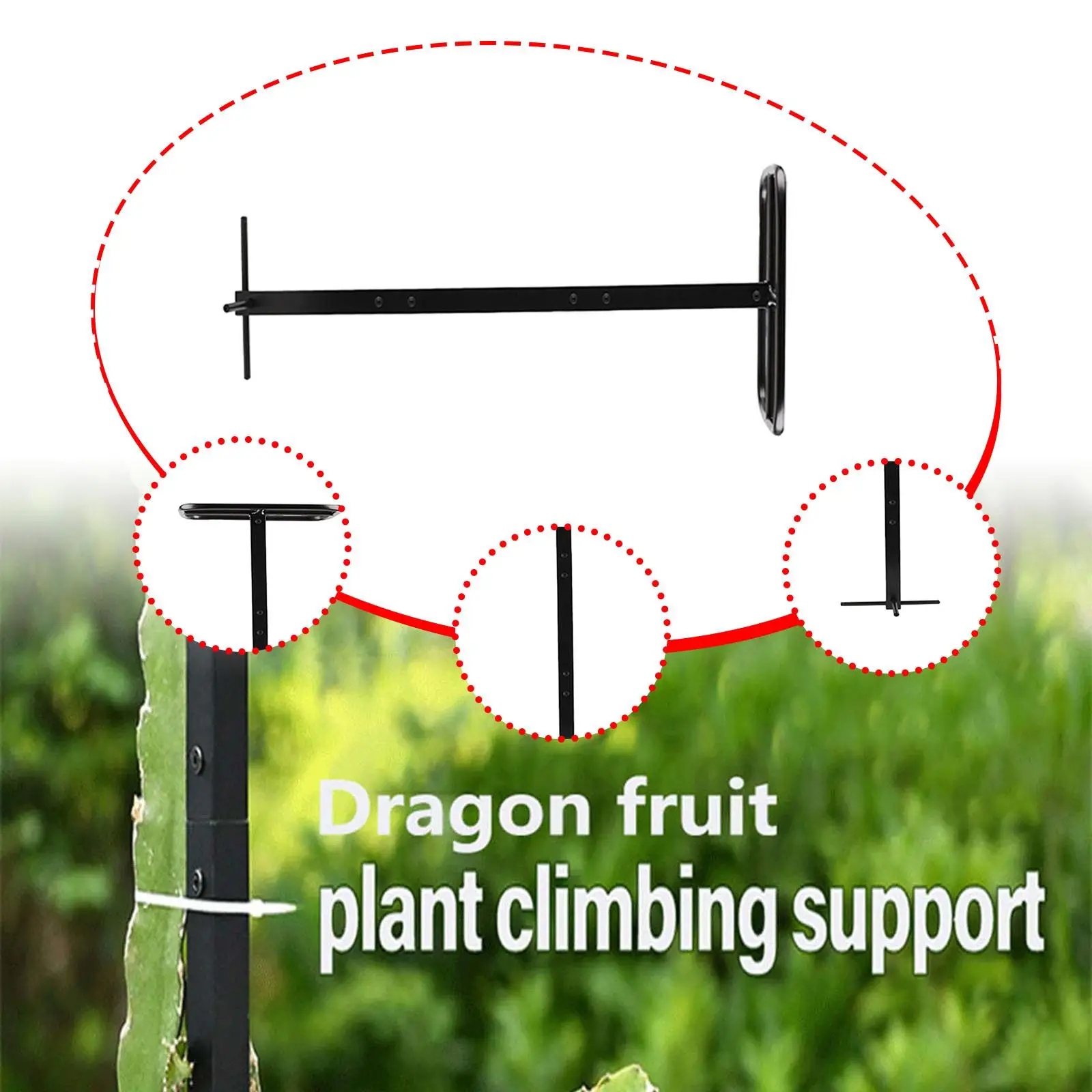 Dragon Fruit Trellis Plant Trellis for Potted Plants for Backyard Fruits