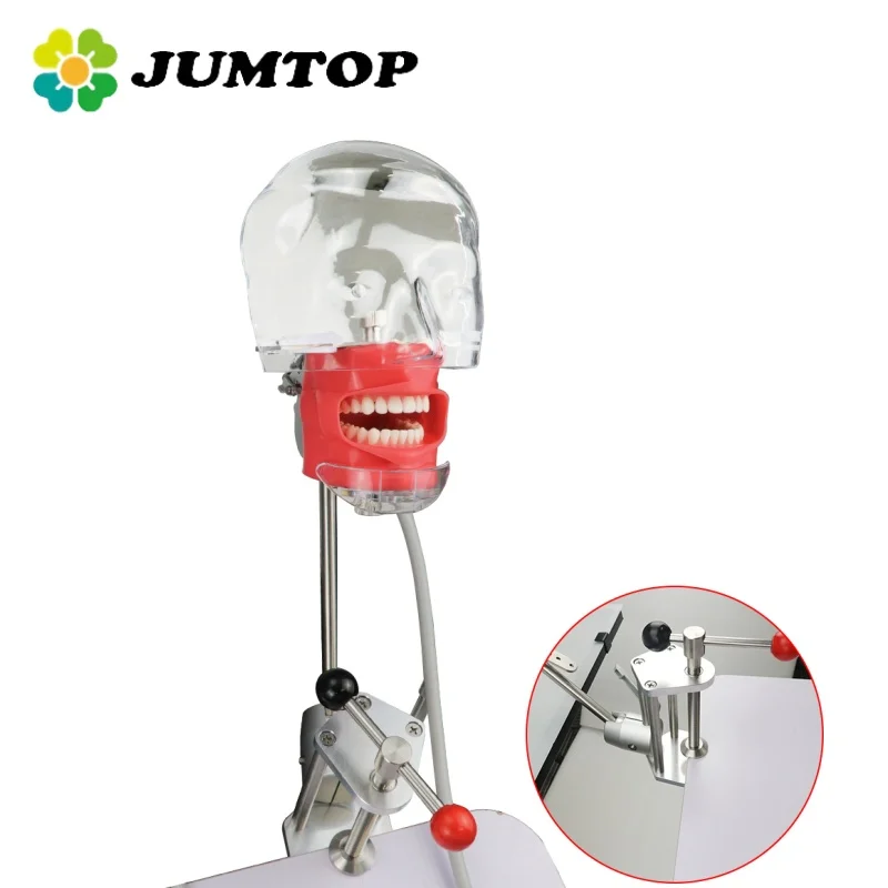 JUMTOP Dental Teeth Model Training Simulator Simple Head Model with 28Pcs Replacement Teeth