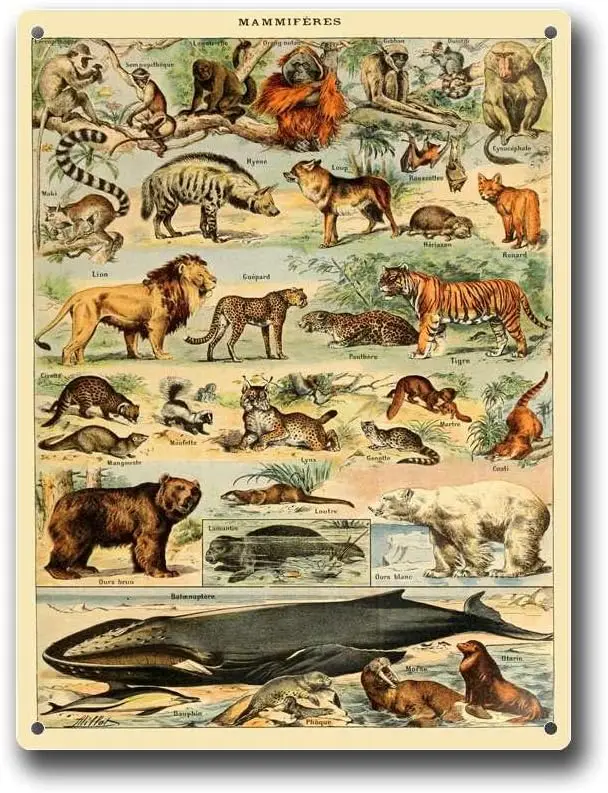 Metal Tin Signs Adolf Milot Mammal Vintage Killer Wolf Whale Lemur  Sign-aluminum sign