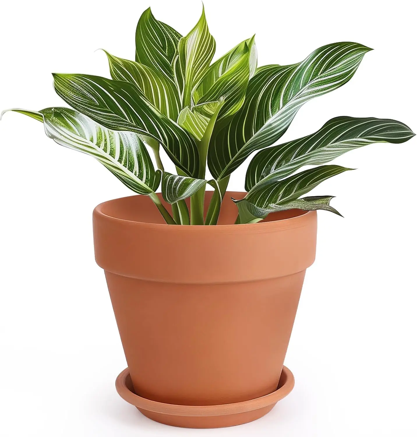

10 Inch Terracotta Plant Pot with Saucer and Drainage Hole for Indoor Outdoor Plants