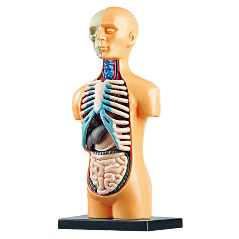 3D Removable Anatomical Human Torso Body Model for Education Toy Human Body Structure Teaching for Child Kid Student