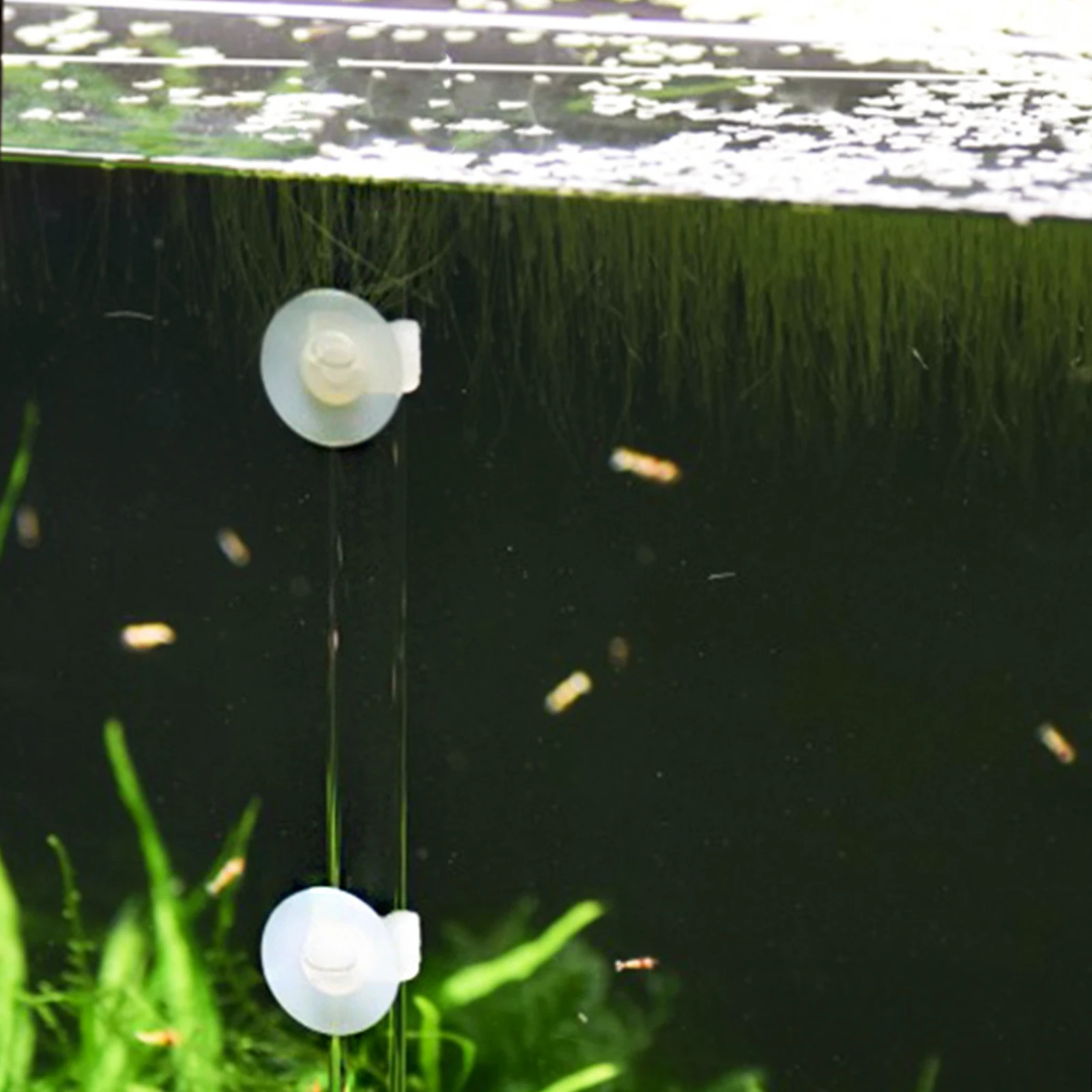 

1 set 1 Set Shrimp Feeder Tube Transparent Acrylic Fish Tank Feeding Tool For Aquarium Sucker Food Container Fish Feeding Supply