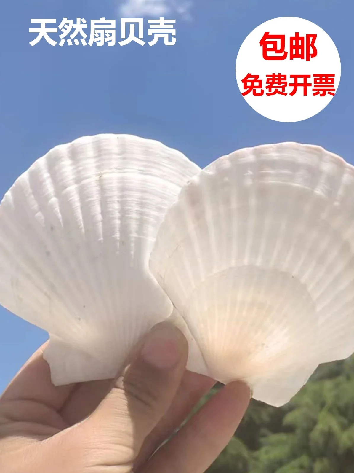 Natural Large Shell Shell, Kindergarten Handmade DIY Painting, Graffiti Punching White Fan Shell Conch Decorative Painting