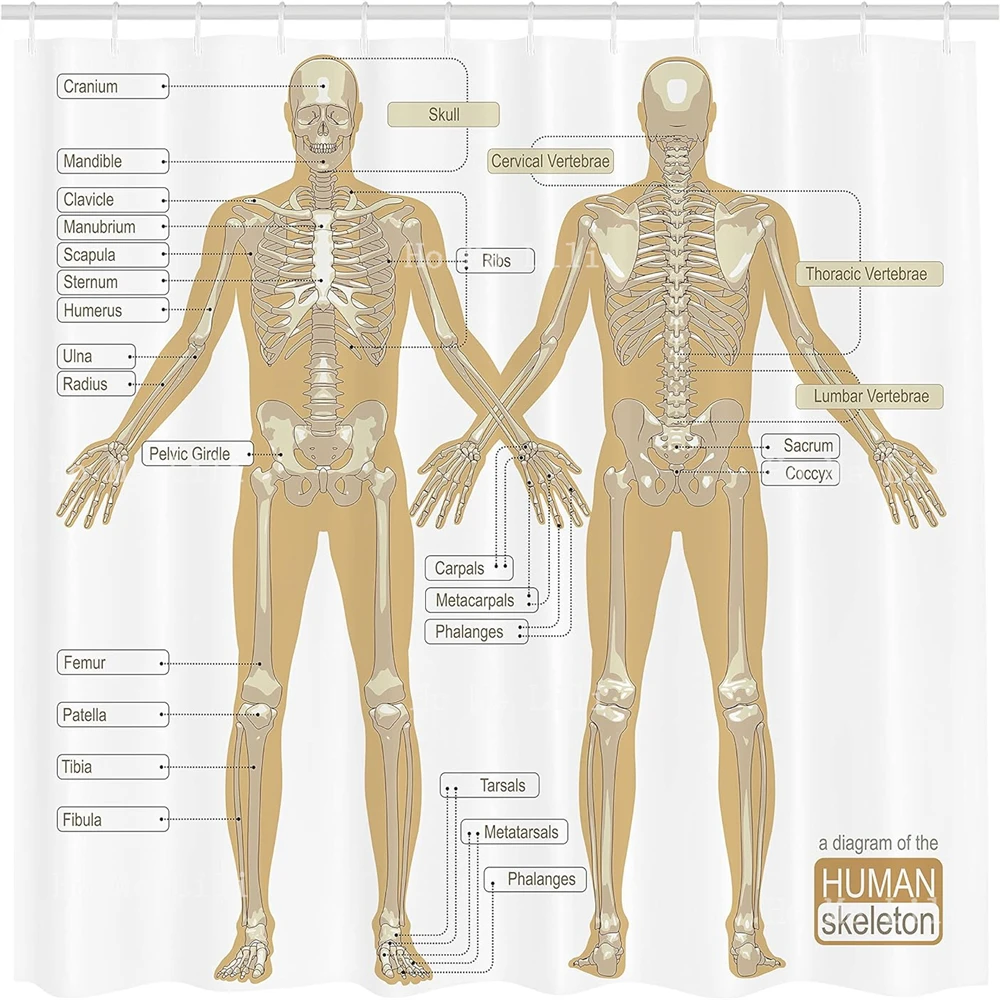 Human Anatomy Shower Curtain Diagram Of Skeleton System Titled Main Parts Of Body Joints Picture Fabric Bathroom Decor