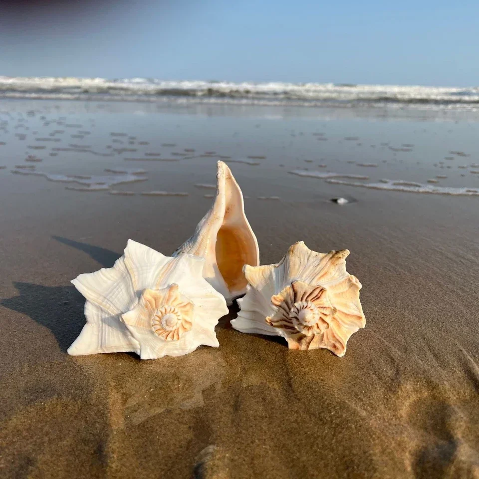 Natural Left-handed Conch, Super Large Conch Shell, Rare Marine Specimen Conch Ornaments