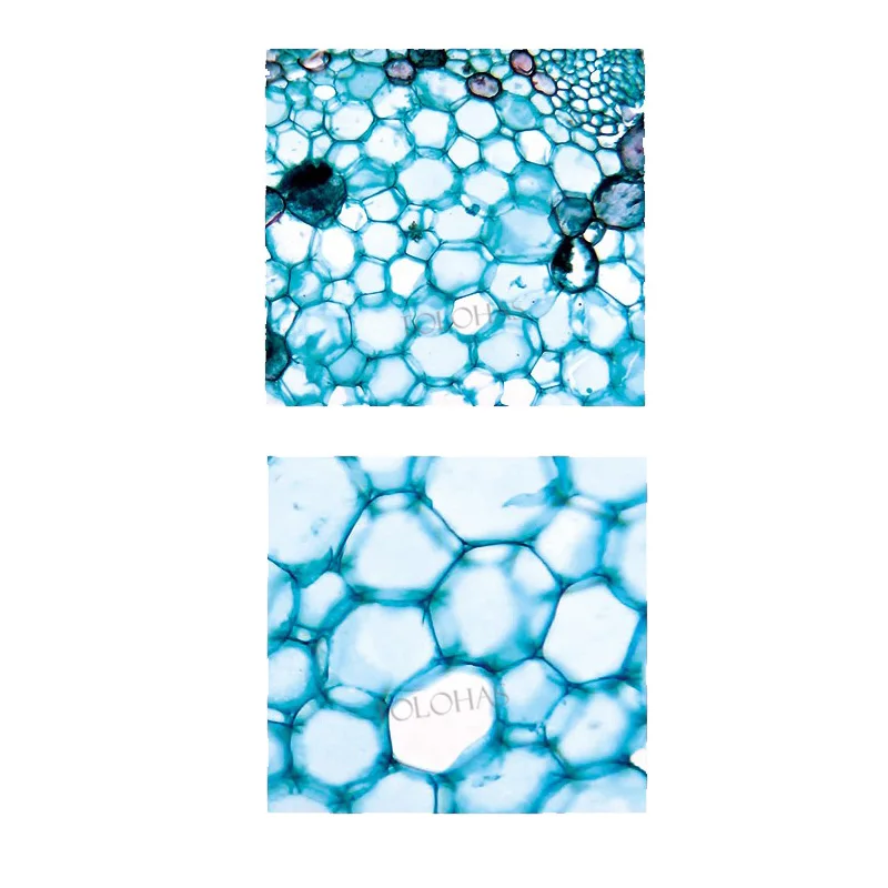 LHBTN104D Lab 1600X Microscope Price Double Layer Platform Trinocular Microscope With Screen